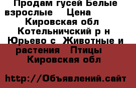 Продам гусей.Белые взрослые. › Цена ­ 3 000 - Кировская обл., Котельничский р-н, Юрьево с. Животные и растения » Птицы   . Кировская обл.